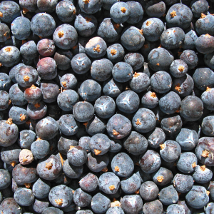 Juniper Berry Powder